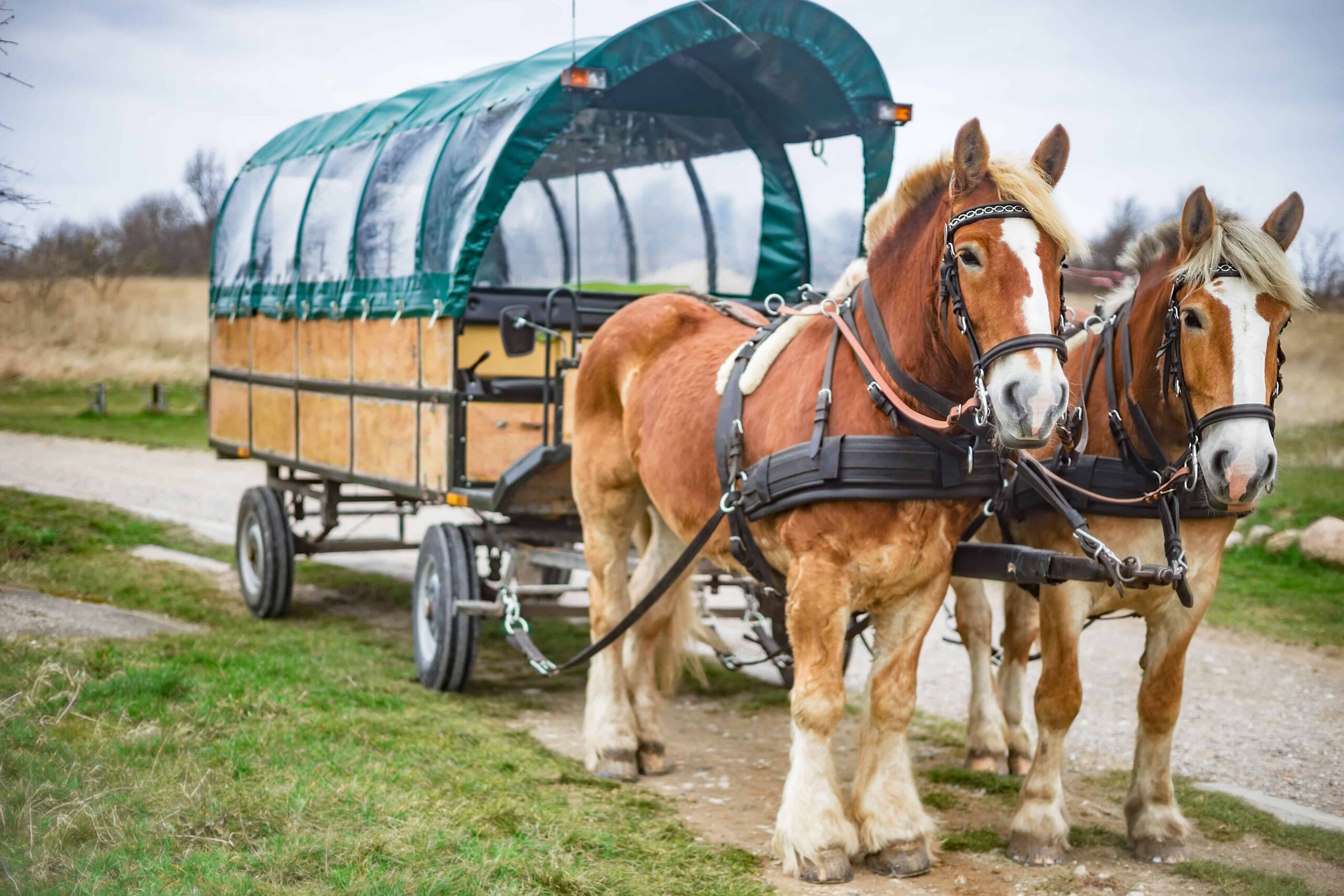 Horse-drawn carriage ride through the countryside around Green Cottage, a relaxing activity during a seminar